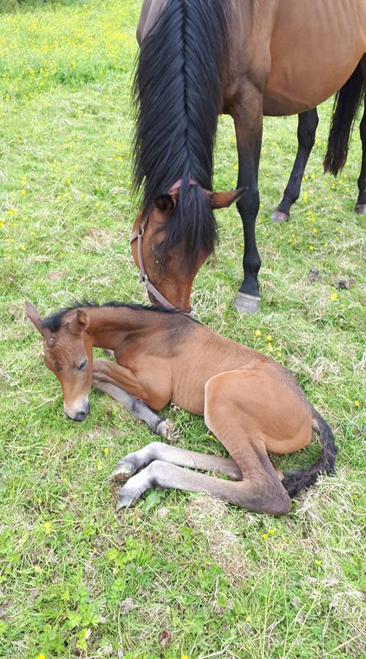 Irish Warmblood Foals - My O My Foal